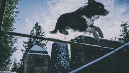 Informatie over de Border Collie